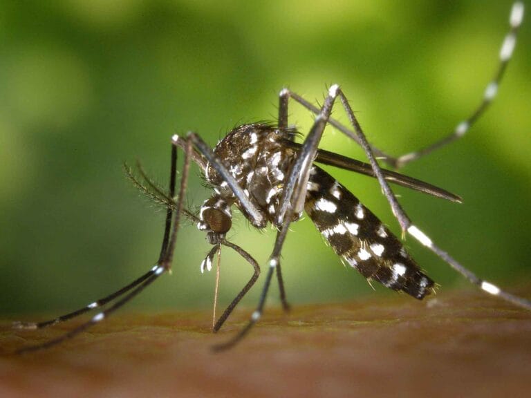 mosquito 모기 곤충