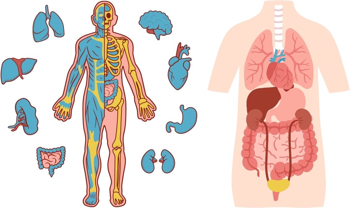 암도 막아내는 심장의 비밀