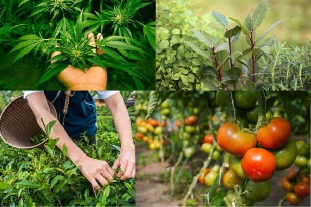 치유농장 채소 농업