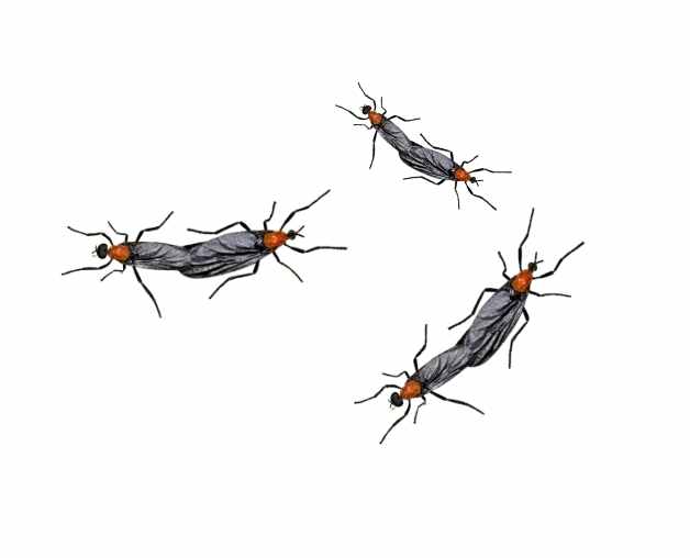 러브버그는 익충인가