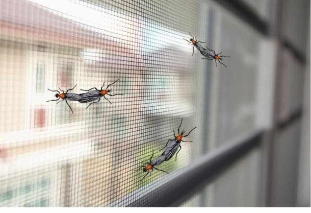 러브버그 왜 동물들은 외면할까