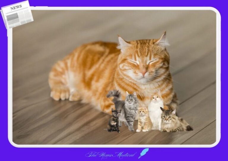 고양이 먹이 반려동물 (3)