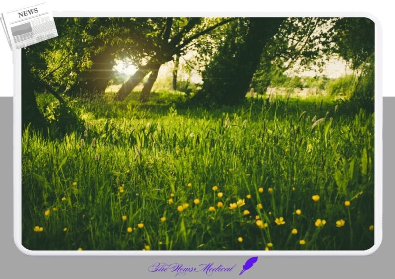 숲속 잔디 나무 풀밭 꽃밭 초록 풀숲