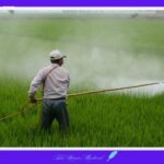 살충제 농약 농업 논