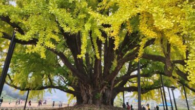 살아있는 화석 은행나무