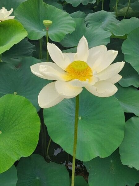 연꽃 flower 야생화 꽃화 흰꽃 두물머리 연못