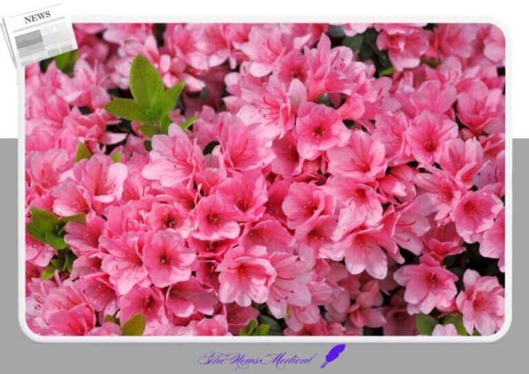 진달래꽃 flower 야생화 꽃화 분홍꽃