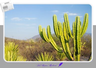 카민 색소의 진실