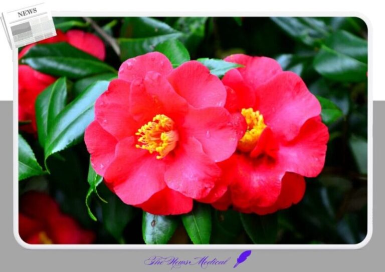 동백꽃 flower 야생화 꽃화 빨간꽃 붉은꽃