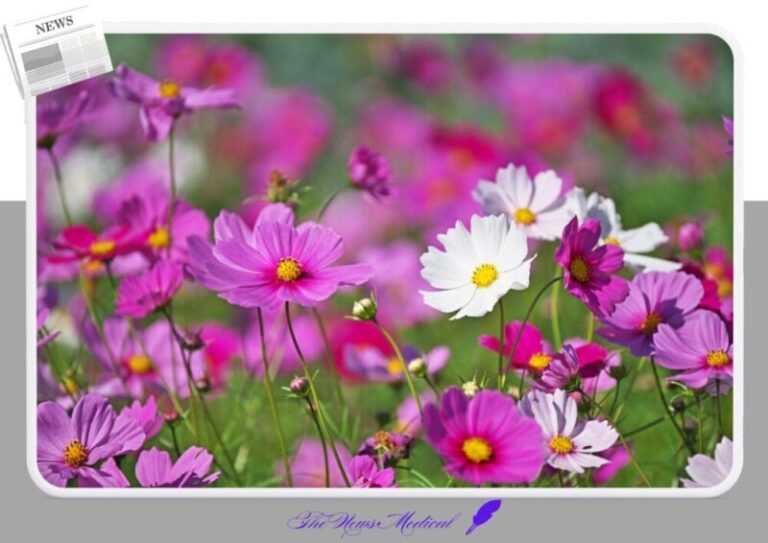 코스모스꽃 화환 flower 야생화 꽃화 가을 꽃밭 풀밭