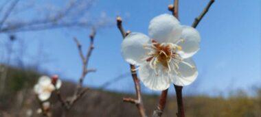 12월 27일 탄생화 매화