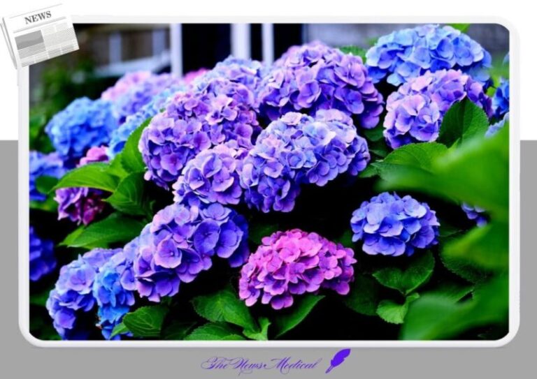 수국 꽃밭 보라꽃 flower 화환 꽃화