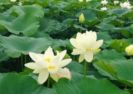 왜 심청이는 연꽃에서 부활