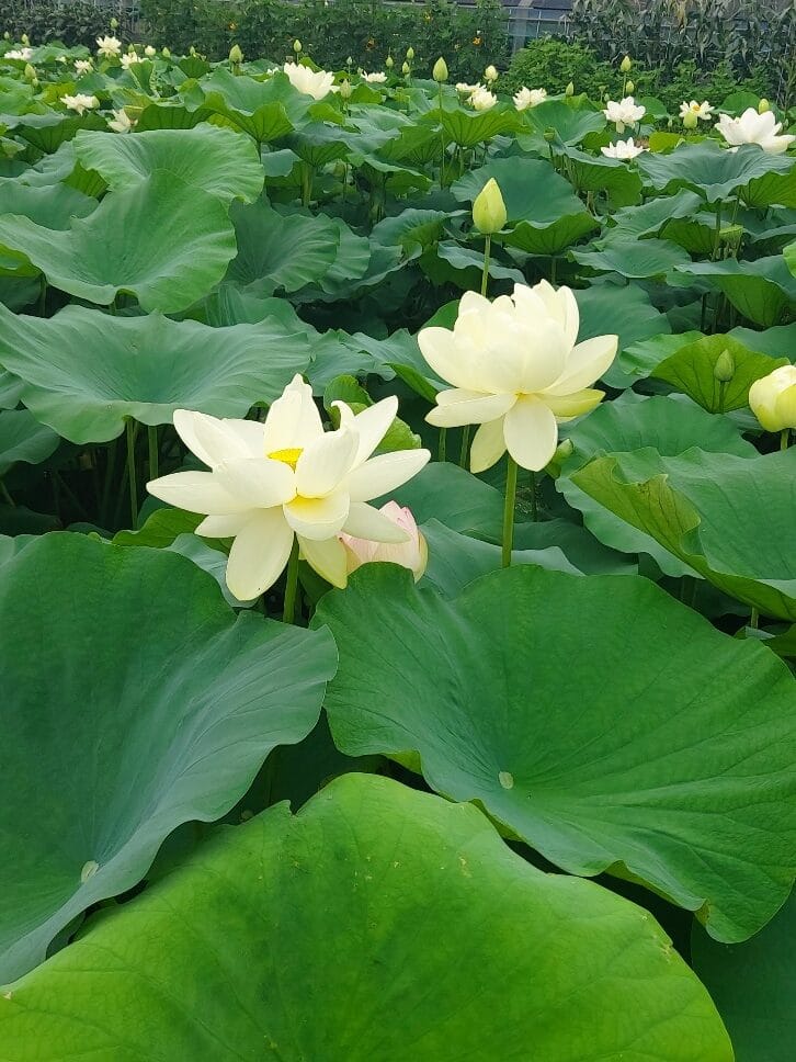 주요국가의 국화