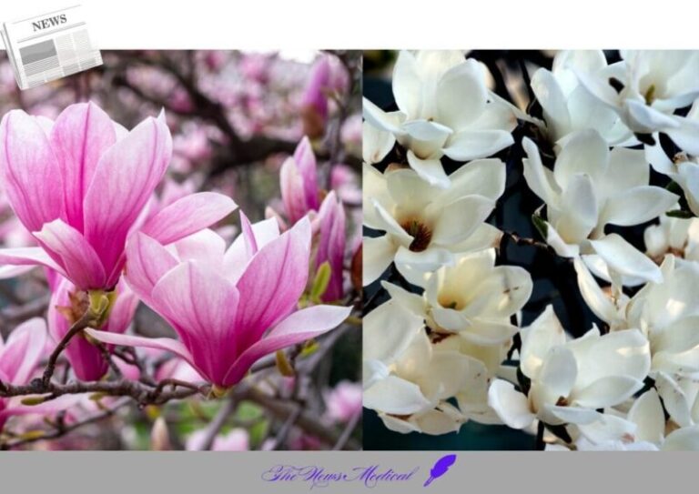 목련화 꽃화 flower 흰꽃 야생화 꽃나무