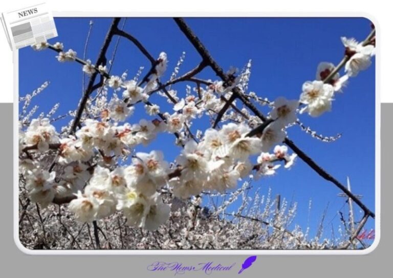 매화 설중매 flower 야생화 꽃화 흰꽃 파란하늘 푸른하늘