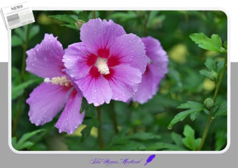 무궁화 대한민국 flower 야생화 꽃화 이슬 수분