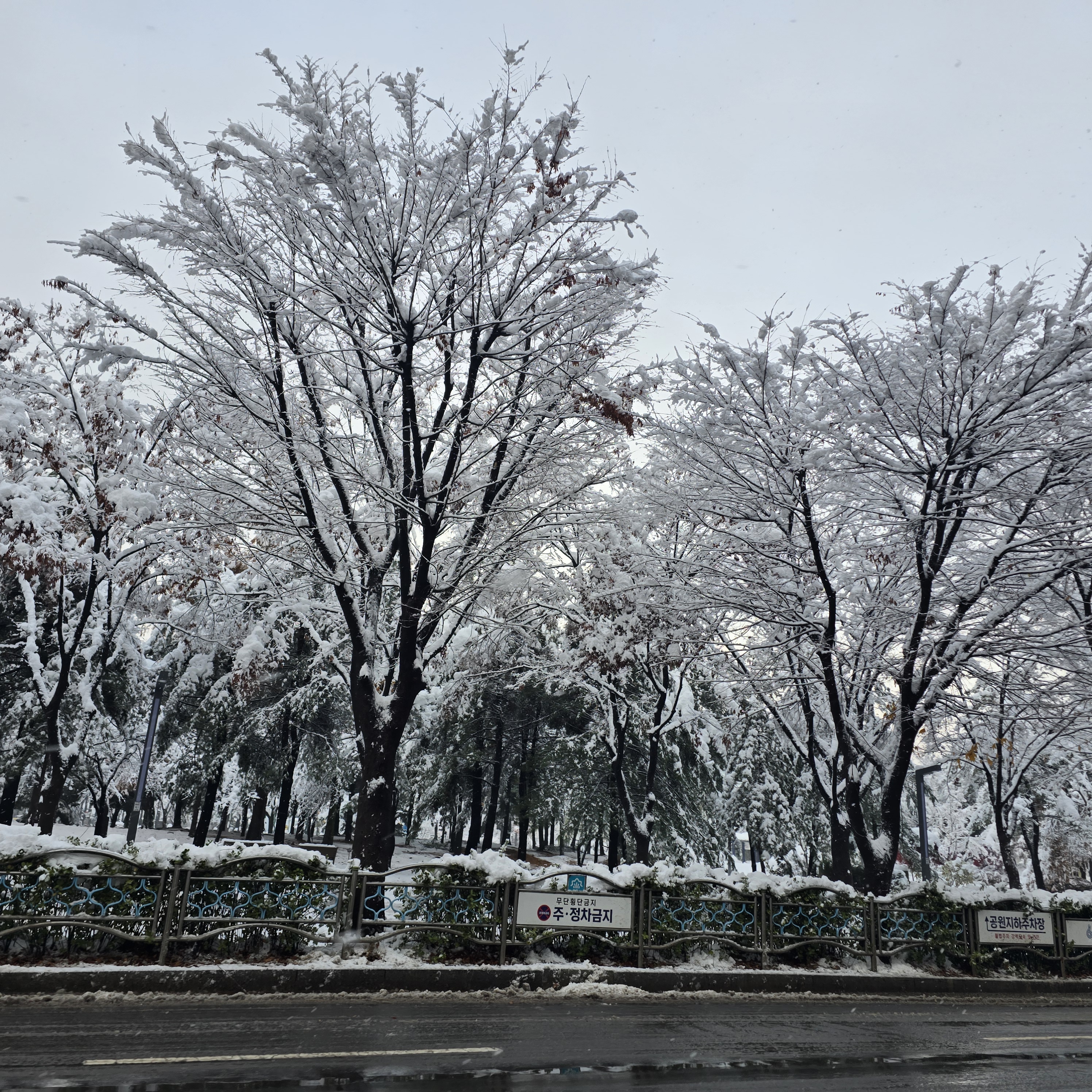 겨울의 예술 눈꽃