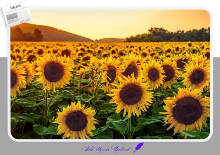 해바라기 flower 야생화 꽃화 노란꽃 평원 꽃밭