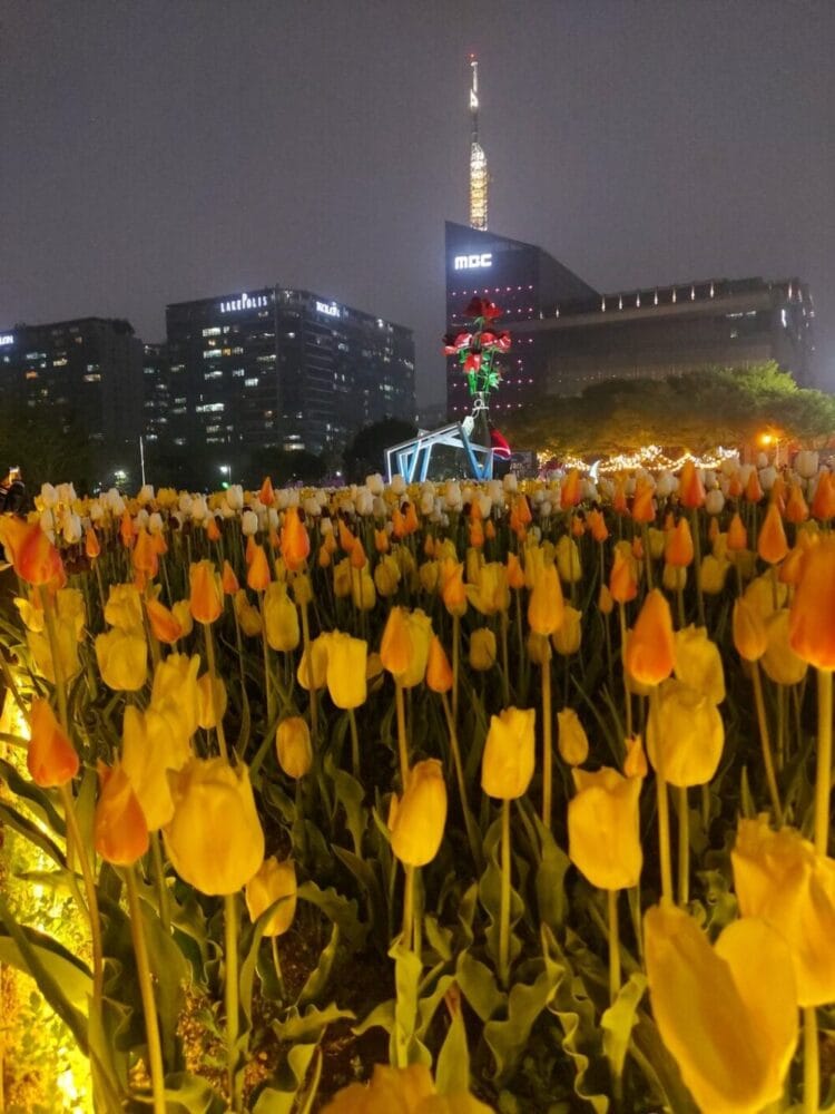 관광 여행 튤립 호수공원 꽃 flower 야생화 꽃화 노란꽃 타워 mbc