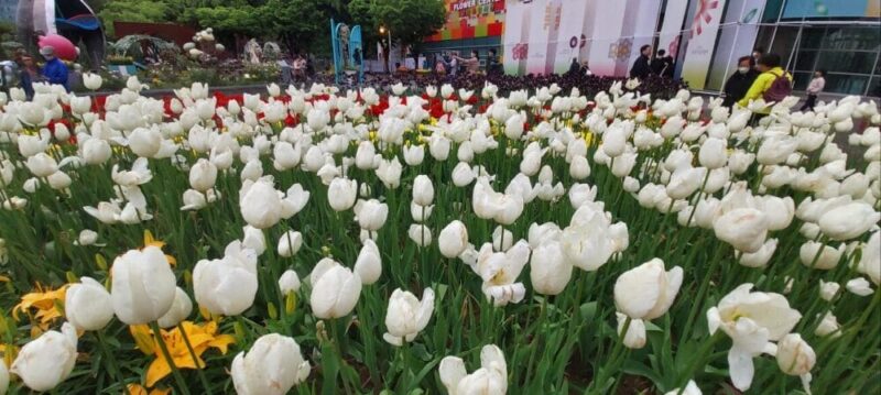 1월 7일 탄생화 튤립