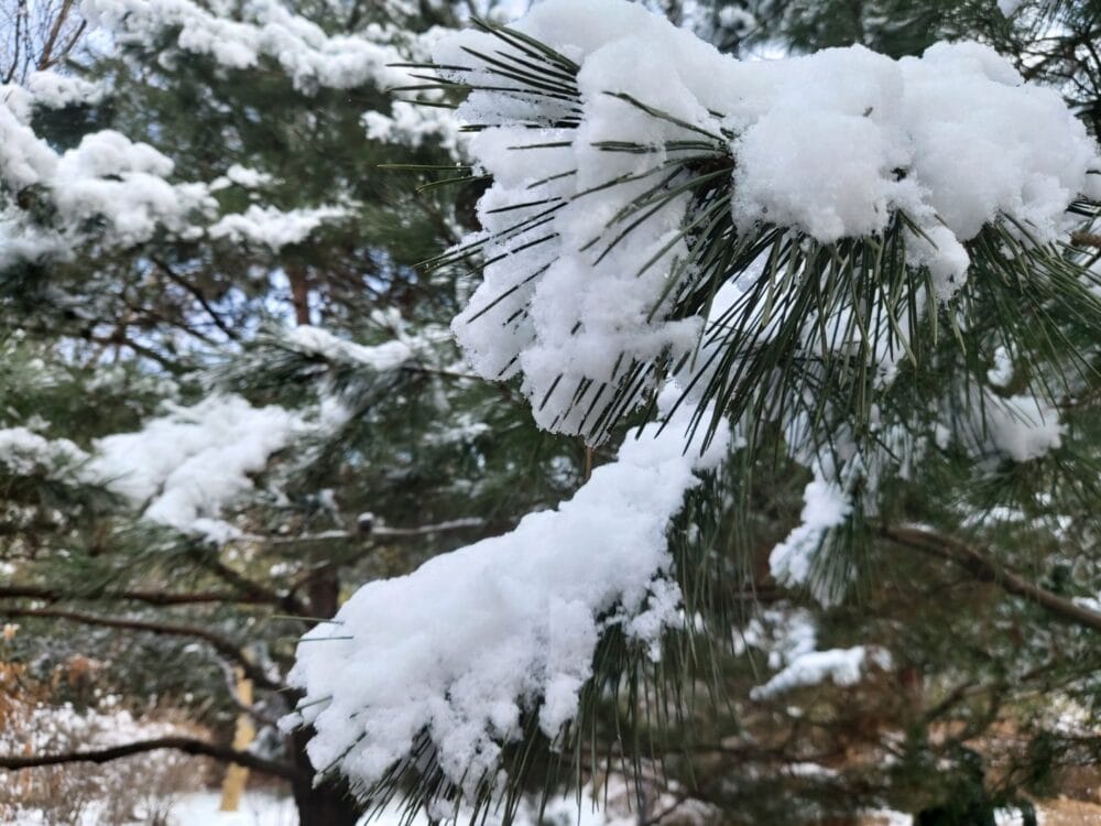 겨울의 예술 눈꽃