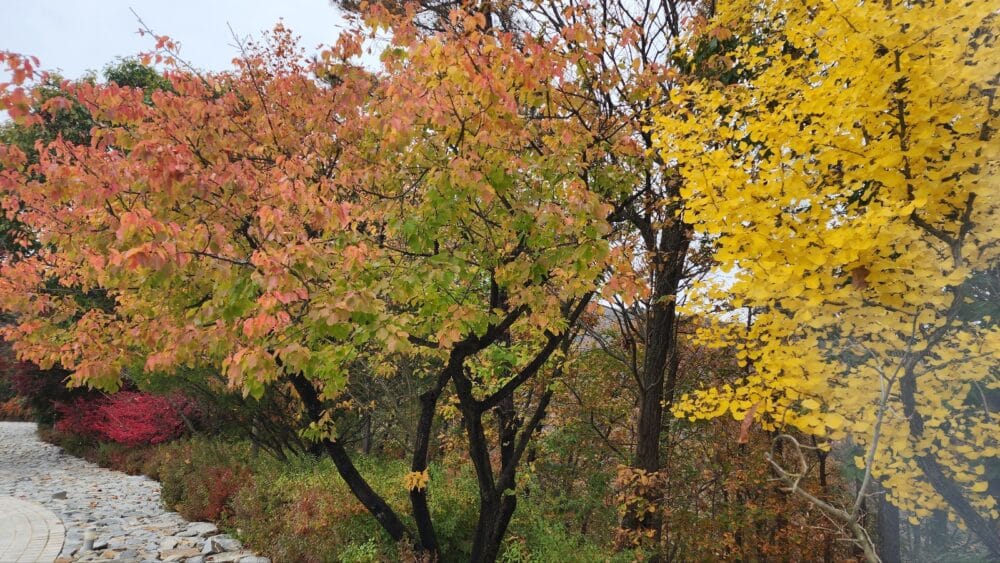 단풍이 물드는 이유