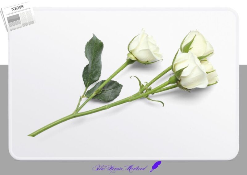 흰장미 흰꼿 flower 야생화 꽃화 한송이