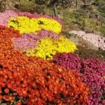 국화 flower 야생화 꽃화 노란꽃 빨간꽃 자주꽃