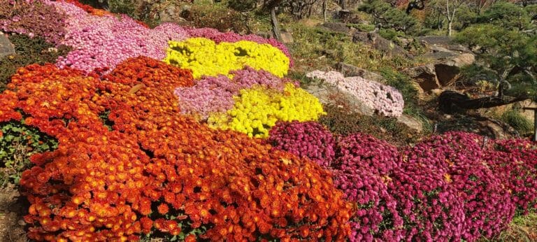 국화 flower 야생화 꽃화 노란꽃 빨간꽃 자주꽃