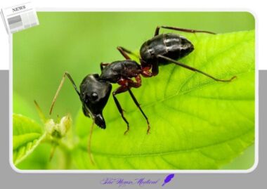 로마 검투사 외과술