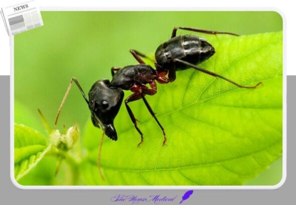 개미 곤충 풀잎