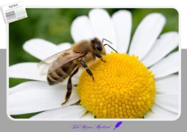 꿀이 다 떨어진 꽃