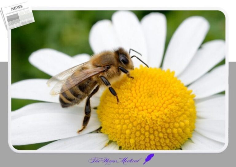 꿀벌 곤충 흰꽃 더듬이