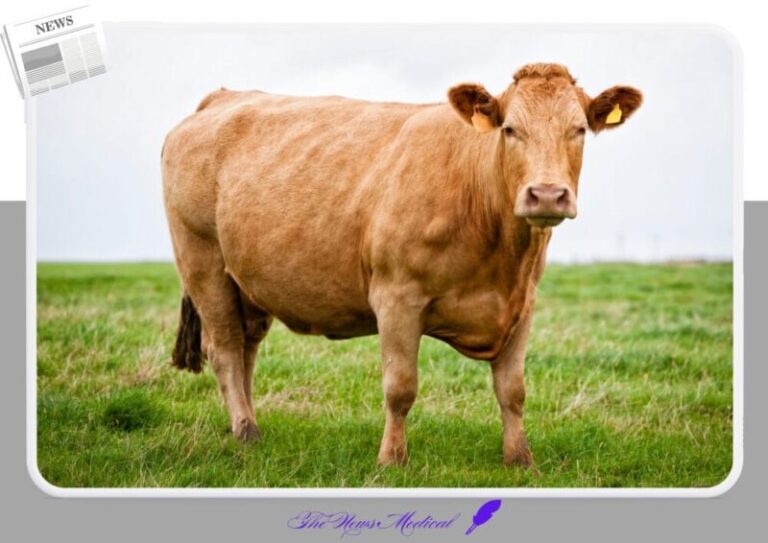 황소 한우 가축 단백질 잔디 풀밭 육우 고기 목장 축산