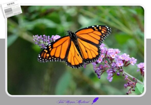 나비 꽃 flower 호랑나비 보라꽃 곤충