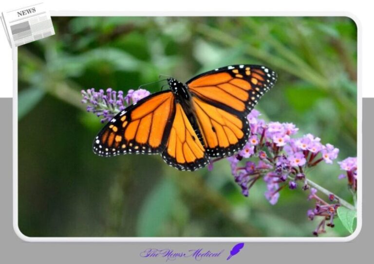 나비 꽃 flower 호랑나비 보라꽃 곤충