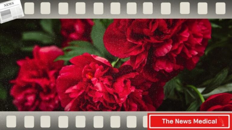 카네이션꽃 어버이날 붉은꽃 빨간꽃 flower