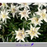 에델바이스 flower 야생화 꽃화 흰꽃