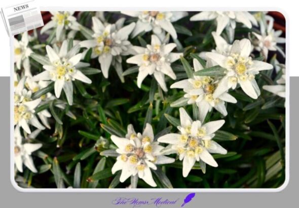 에델바이스 flower 야생화 꽃화 흰꽃