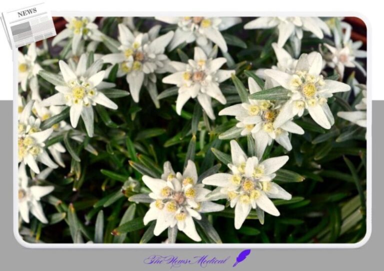 에델바이스 flower 야생화 꽃화 흰꽃