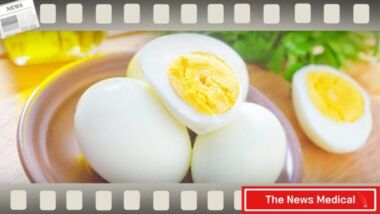 계란 달걀 단백질 노른자 식단 식사 흰자