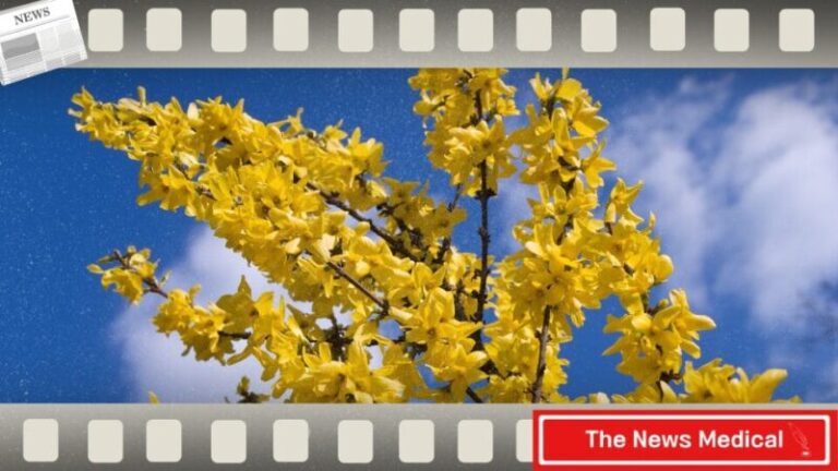 개나리꽃 노란꽃 푸른하늘 구름 flower