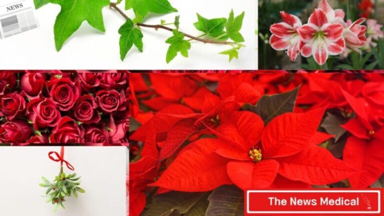 flower 크리스마스 포인세티아, 크리스마스 로즈, 겨우살이, 아마릴리스, 아이비 빨간꽃 장미꽃