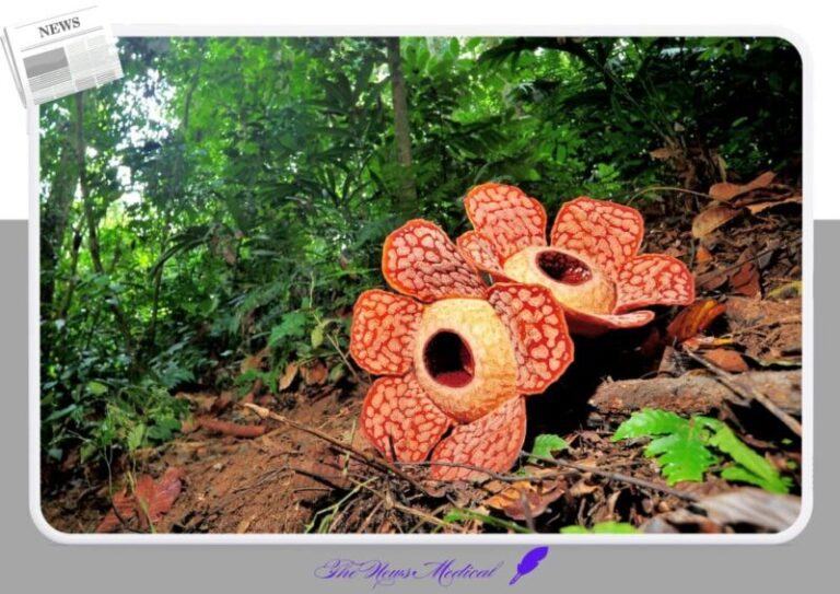 라플레시아꽃 가장 큰꽃 flower 야생화 꽃화 정글 우림