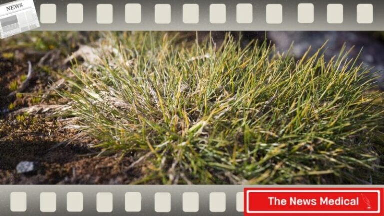 남극잔디(Deschampsia antarctica) 잔듸 잡초 식물 초록