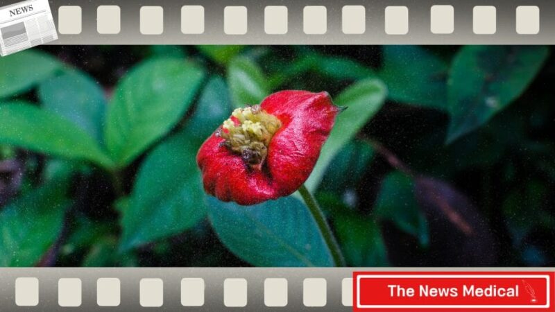 창녀의 입술 꽃이름 빨간꽃 야생화 flower