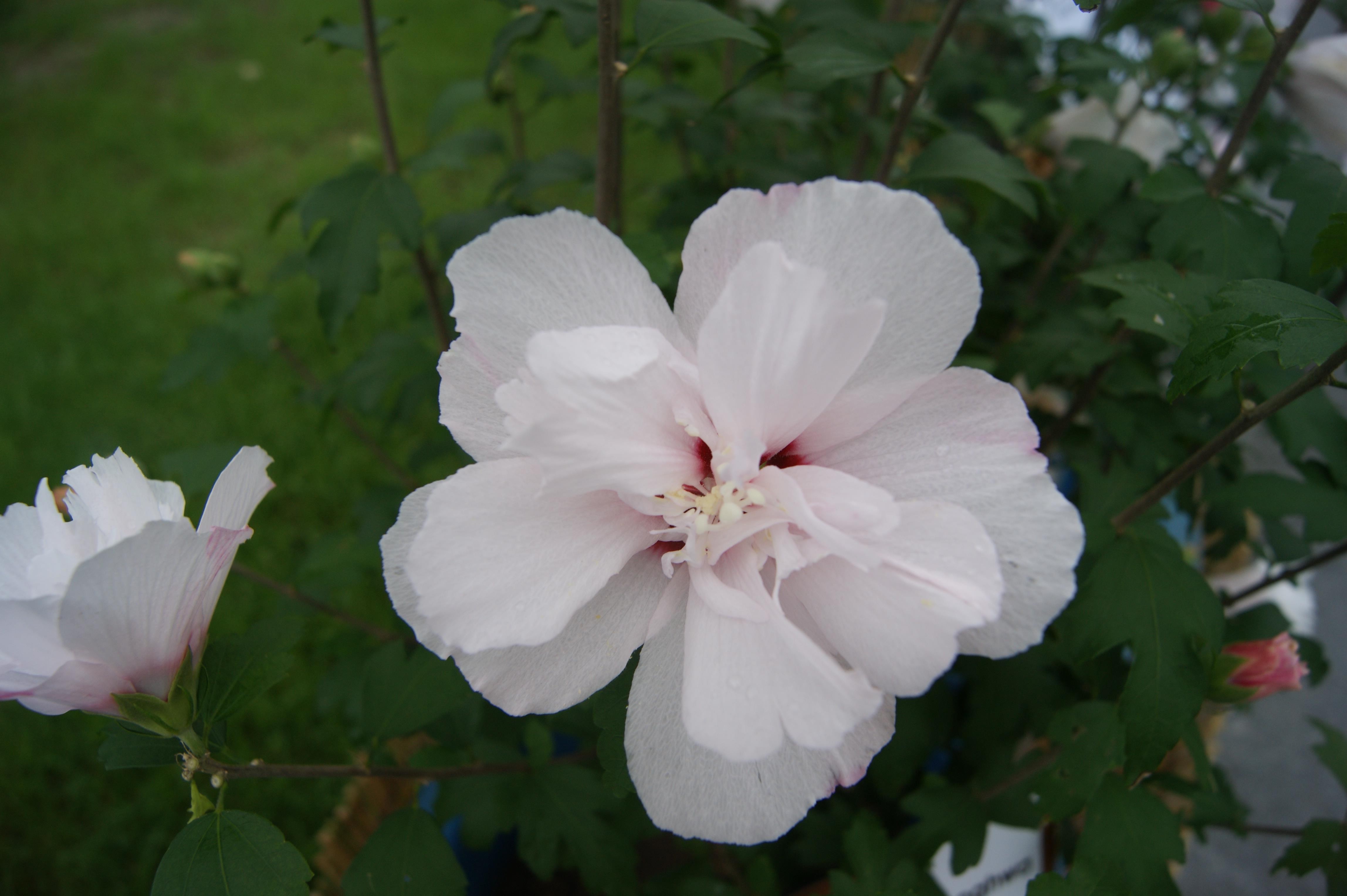 무궁화로 비만 치료