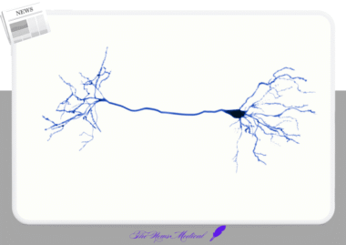 항간질제 레비티라세탐