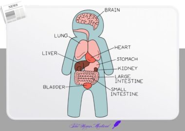 영원한 어린 시절을 사는 아홀로틀
